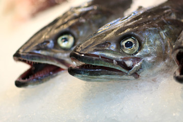 Fish on market
