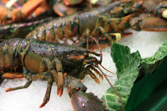 Fresh shrimp on market