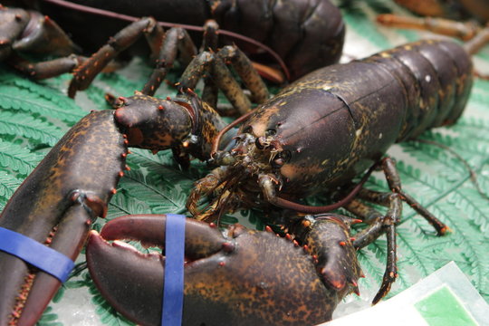 Lobster on market
