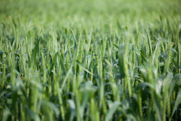 Field of wheat after rain