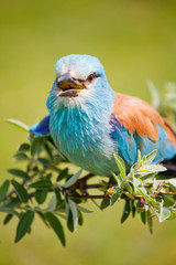 European Roller