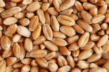 Heap of a wheat grain