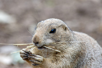 Prairie Dog Eating