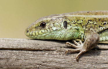 Lizard