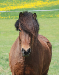 Islandpferd,Kopfbild,