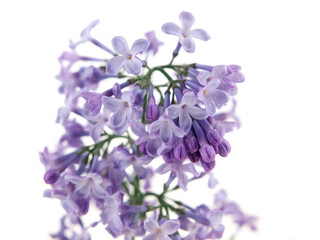 Fototapeta na wymiar purple lilac isolated on white background
