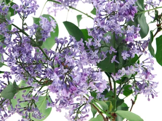 Cercles muraux Lilas lilas violets au printemps