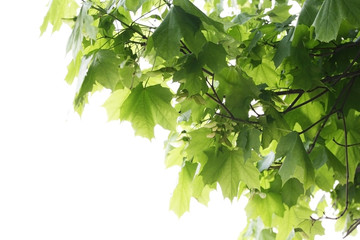 Fototapeta na wymiar Maple leaves
