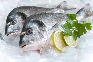 gilt-head bream (dorade) on ice at the seafood booth