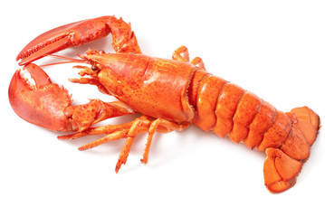 boiled lobster on the white background