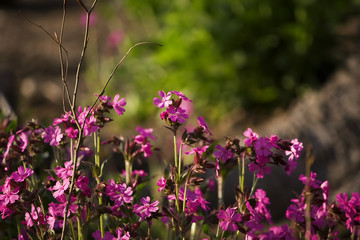 pink flowers