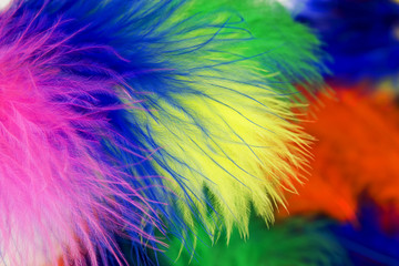 Fototapeta na wymiar colored feathers