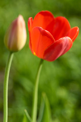 Tulip flower and bud