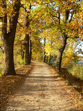 autumn way