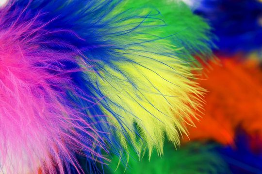 colored feathers