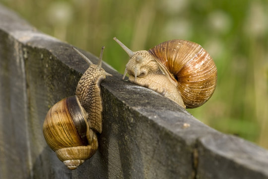 snail meeting