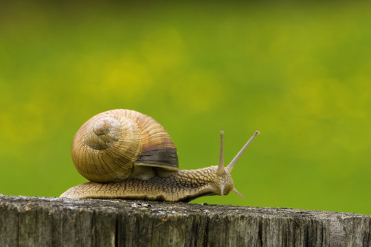 snail