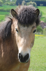 Fototapeta premium Islandpony,kopfbild