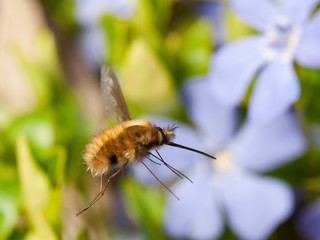 Bee Fly