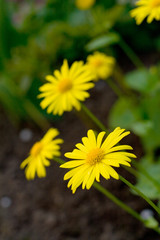 yellow flowers