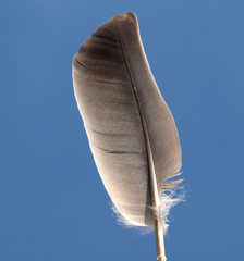 Feder vor blauem Hintergrund