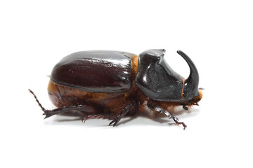 Rhinoceros beetle
