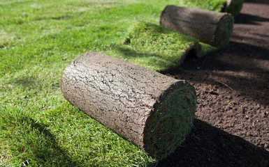 Obraz premium new lawn being spread