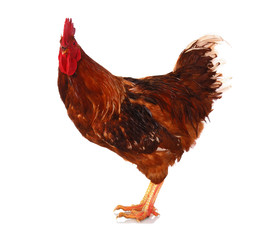 One live rooster on the white