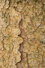 Pine tree bark and nothing else.