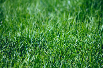 Green grass
