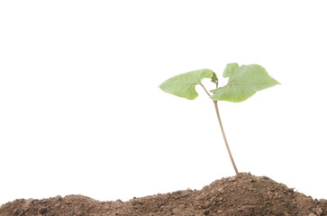 Single plant seedling in soil