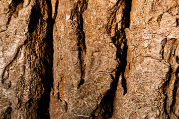 Texture of a tree bark