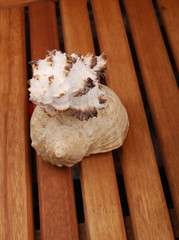 Sea shell