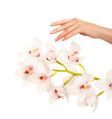 Naklejka na ściany i meble Hand and orchid