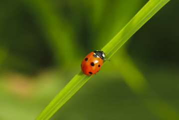 ladybird on grass