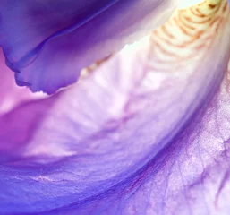 Crédence de cuisine en plexiglas Iris iris