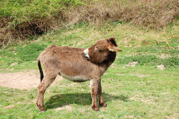 Fototapeta premium âne