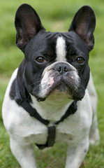 Fototapeta premium Frontal portrait of a black and white dog