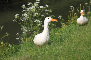 canard blanc