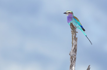 Lilac-breasted Roller
