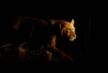 Stalking Lion - 22794539