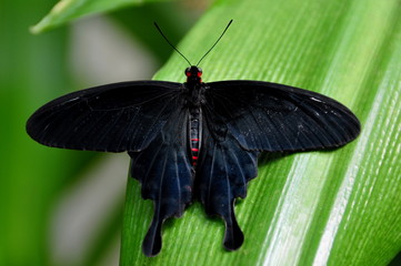 Velvet Rose Swallowtail Butterfly