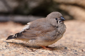 A baby Finch