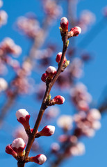 cherry-tree