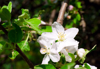 Branch of an apple-tree with a large white flower