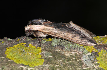 Hawk moth (Sphinx ligustri)