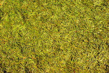 Tapis vert