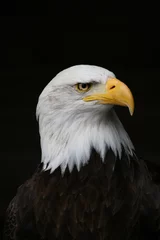 Photo sur Plexiglas Aigle adler