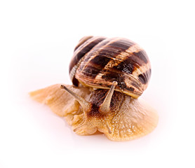 Snail isolated on white