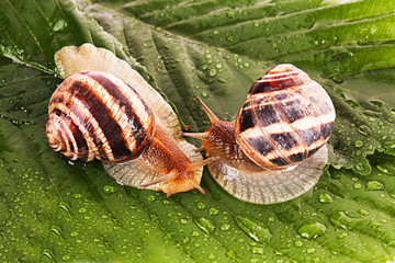 Two snails on leaf closeup